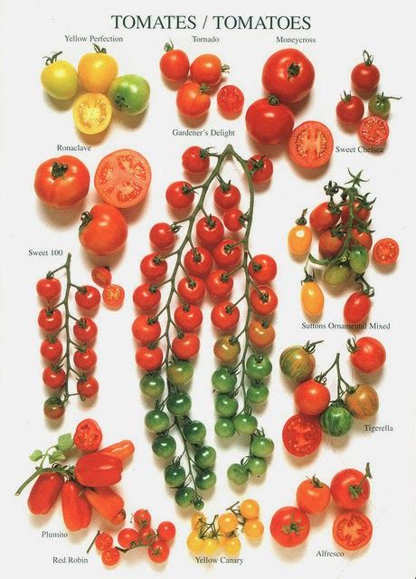 Garden and Farms: Tomato Varieties