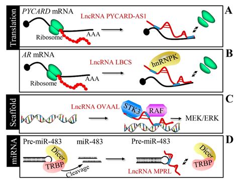 Translation Regulation Transcription Factor Scaffold And Mirna