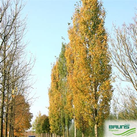 Populus Tremula Erecta S Ulen Zitterpappel S Ulen Espe Von Bruns