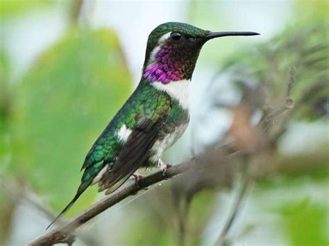 What Is The Smallest Bird In The World Top Ten Tiniest Birds Ranked