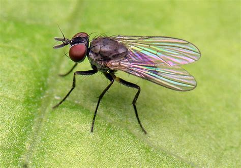 Diptera Info Discussion Forum Coenosia Agromyzina Was Fanniidae