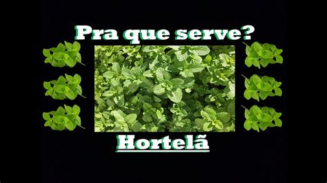 Pra Que Serve A Hortelã Seus Benefícios E Como Usar Youtube