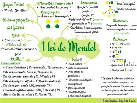 Mapa Mental Leis De Mendel Edupro Porn Sex Picture