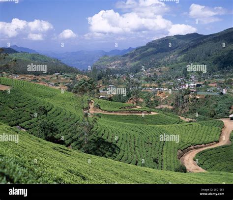 asia sri lanka nuwara eliya tea plantation fields   hills