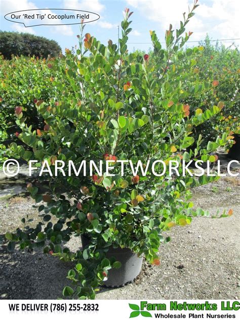 Red Tip Cocoplum Miami Wholesale Plant Nursery Wholesale Plants Plant Nursery