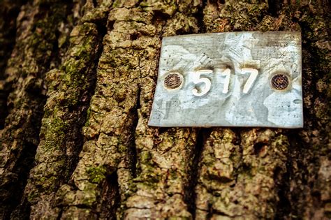 Free Images Tree Nature Forest Rock Wood Texture Leaf Number