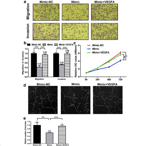 Forced Expression Of Vegfa Abolishes The Phenotype Created By Mimic