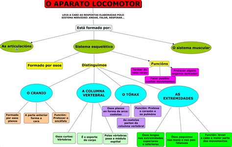 Mapas Mentais Sobre SISTEMA LOCOMOTOR Study Maps