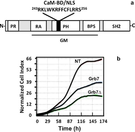 Figure 2 From Targeting The Calmodulin Regulated Erbbgrb7 Signaling