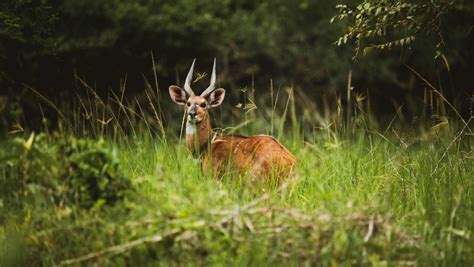 Full Day Akagera National Park From Entebbe