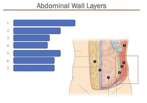 Abdominal Wall Layers Diagram | Quizlet