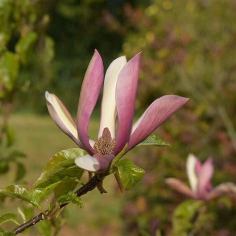 Magnolia Fairy White™ Micjur05 Frank P Matthews