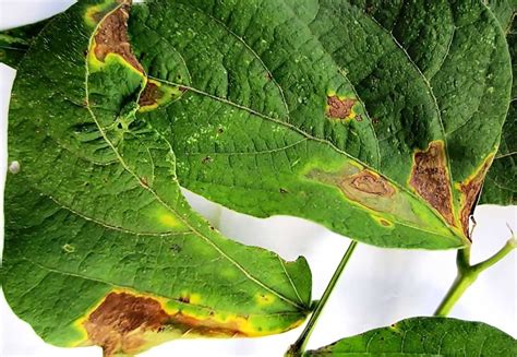 Bean Blight 7 Reasons Behind Wilting Bean Leaves