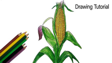 How To Draw Corn Step By Step Very Easy Youtube