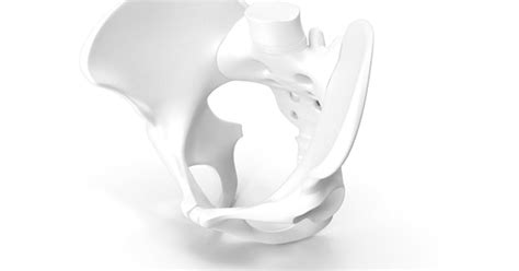 Pelvis Masculina 3d Envato Elements