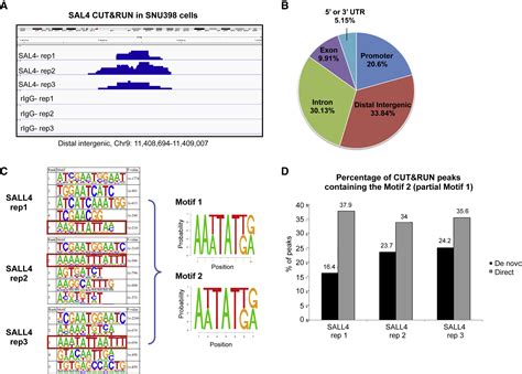 Zinc Finger Protein Sall4 Functions Through An At Rich Motif To