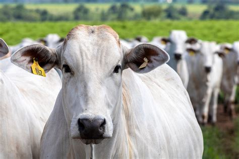 Você Sabe Quais São As Principais Raças De Bovino De Corte Que Existem