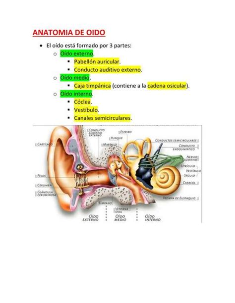 Anatomia De Oido 1 Medical Coffe UDocz