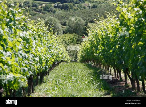 Wein Rebe Weinanbau Fotos Und Bildmaterial In Hoher Aufl Sung Alamy