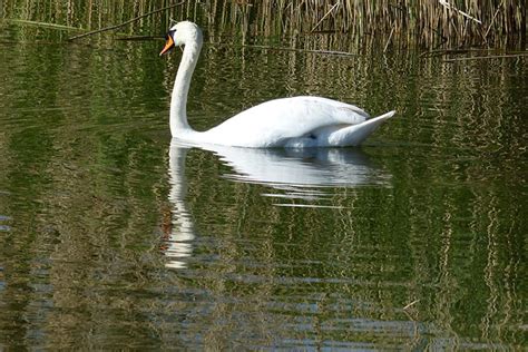 Cygne Oiseau Ornithologie Photo Gratuite Sur Pixabay Pixabay