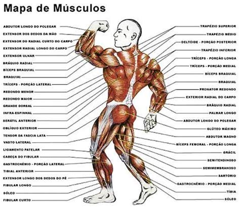 Músculo Mais Potente Do Corpo Humano - Atlas do corpo humano | Musculo peitoral, Músculos do corpo humano ...