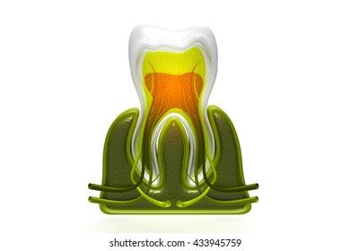 Human Tooth Cross Section3d Render 스톡 일러스트 433945759 Shutterstock