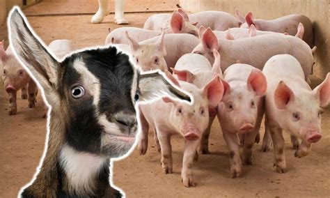 Can Goats And Pigs Live Together Revealed Goat Owner