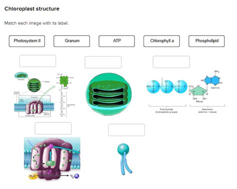 Chloroplast Structure Match Each Image With Its Label Photosystem Ii