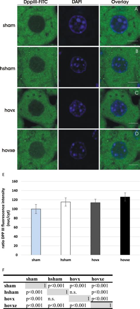 DPP III Translocates From The Cytosol Into The Nucleus In Response To