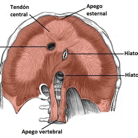 Diafragma Cavidad Toracica Musculos Anatomia Y Fisiologia