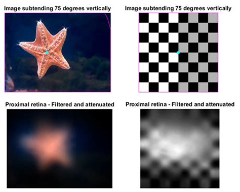 Understanding How Scallops View The World Inside Science