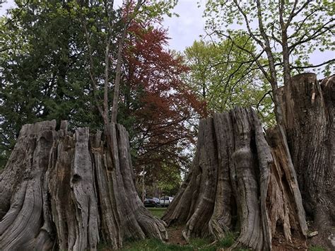 Explore Your Parks: Maple Grove Park - Vancouver Is Awesome