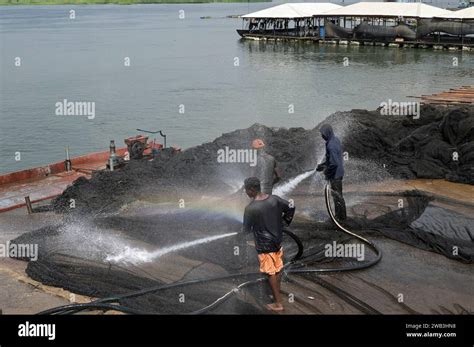 Ghana Asutsuare Volta River Tilapia Fish Breeding Farm Of Chinese