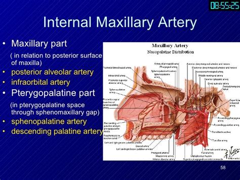 Part1 Anatomy