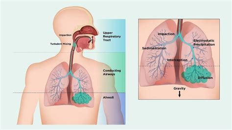 Schematic Showing Mechanisms Of Deposition Of Inhaled Particles In The