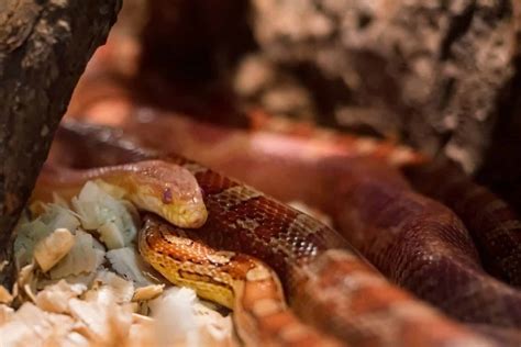 Sonhar Cobra Laranja Desvende J O Significado