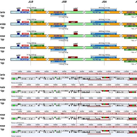 Comparative Analysis Of Five Rosa Chloroplast Genomes A Comparison