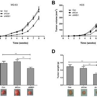 The Expression Of Musashi RNA Binding Protein 1 MSI1 In Osteosarcoma