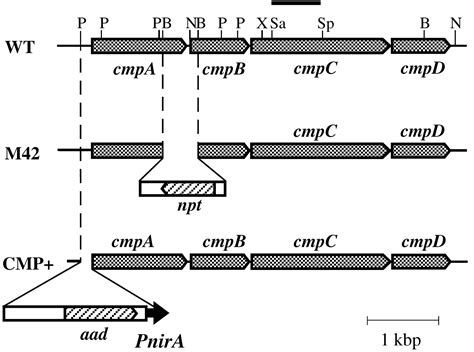 Identification Of An Atp Binding Cassette Transporter Involved In