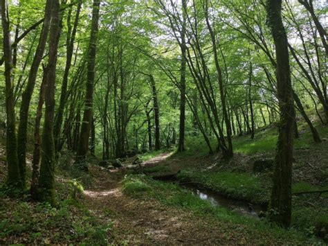 A faire Le chemin des étangs au départ de Troche Randonnée