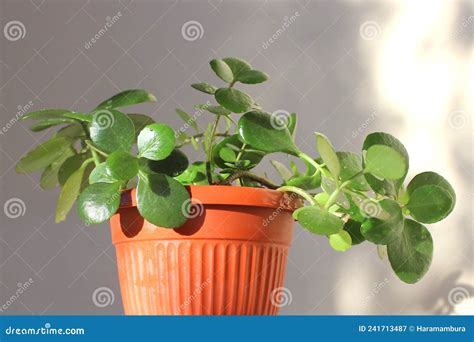 Foto Em Detalhe De Kalanchoe Planta Num Vaso Fundo Leve Neutro