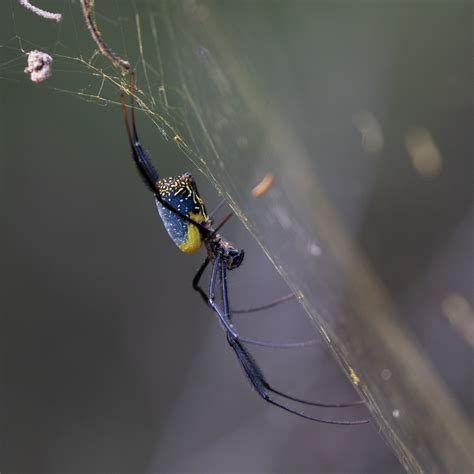 Hairy Golden Orb Weaving Spider From Elangeni Hiking Trail Waterval