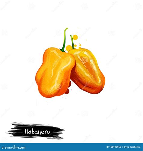 Habanero Pepper Stock Illustrations 497 Habanero Pepper Stock