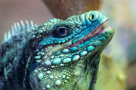 Iguana Teeth