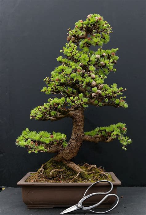 Bolethe Kristensen What Is The Best Bonsai Tree For Indoors Best