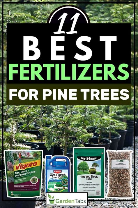 Best Fertilizers For Pine Trees