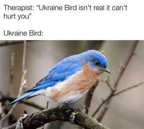 The Eastern Bluebird kinda looks like that : r/memes