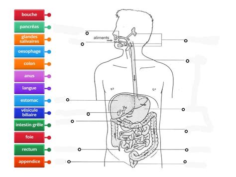 Appareil Digestif Labelled Diagram