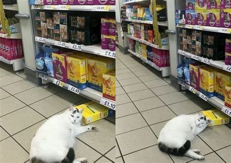 Ce Chat Aventureux Entre Dans Un Magasin Et Dort Au Lieu De Chercher De