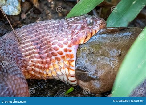 Side View of a Large Northern Water Snake Eating a Catfish. Stock Photo ...